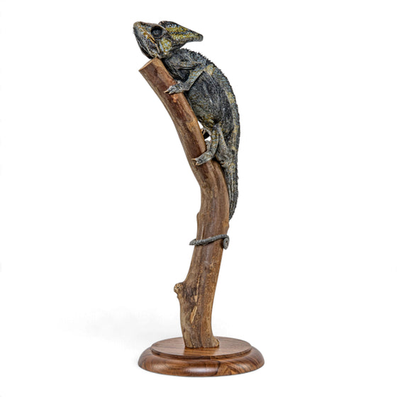 Real Preserved Veiled Chameleon Taxidermy