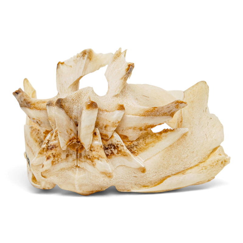 Real African Lungfish Skeleton - Partial