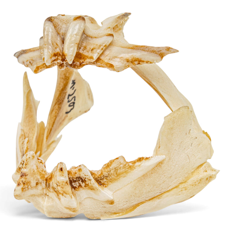 Real African Lungfish Skeleton - Partial