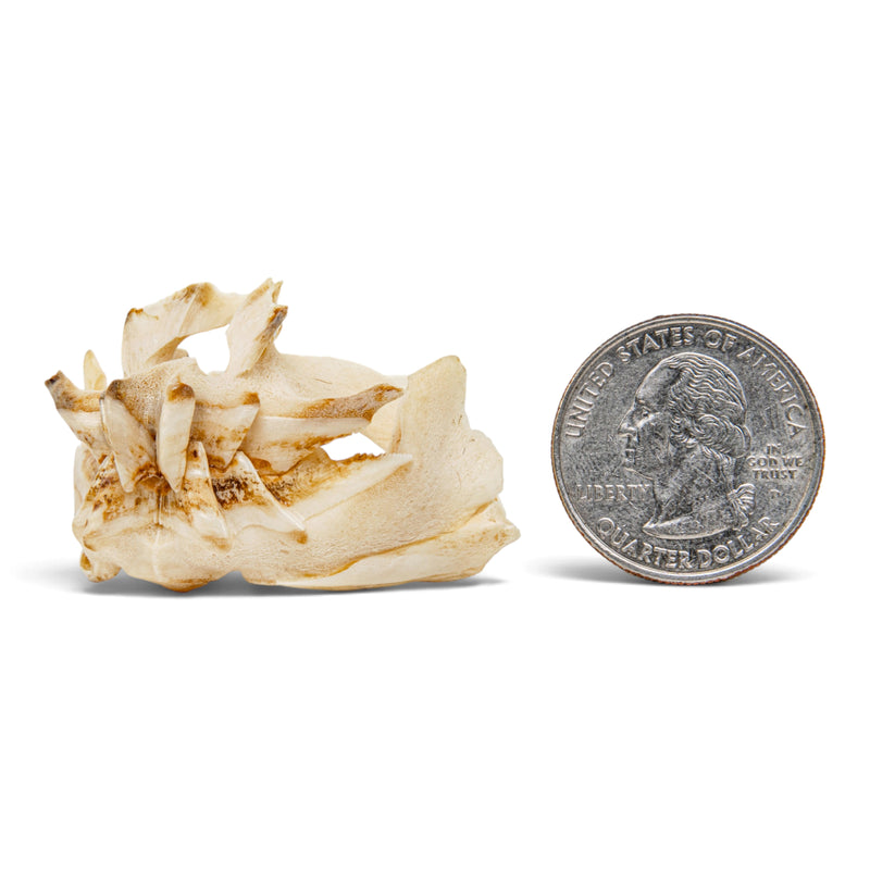 Real African Lungfish Skeleton - Partial