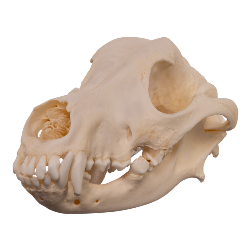 Real Domestic Dog - Weimaraner Skull