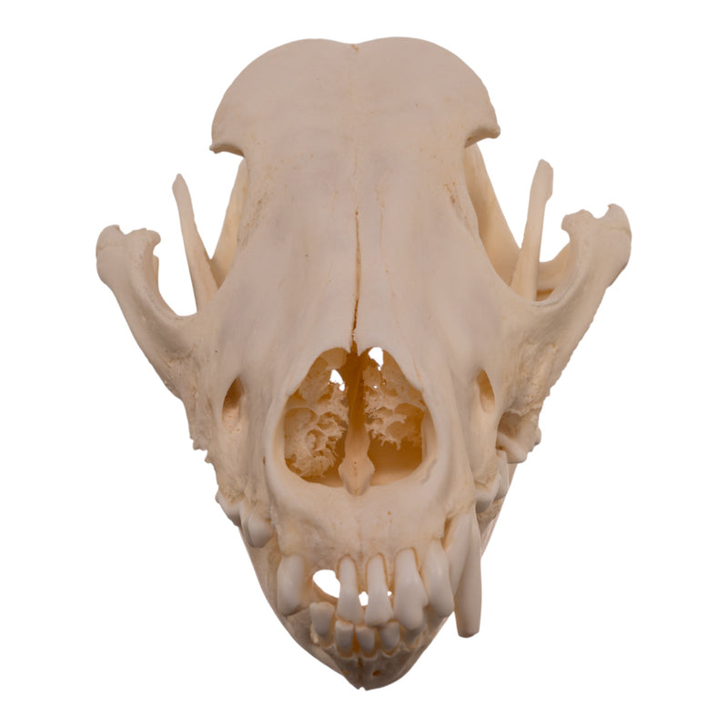 Real Domestic Dog - Weimaraner Skull