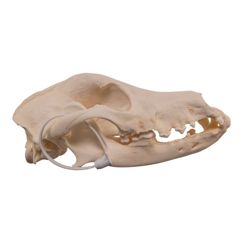 Real Domestic Dog - Weimaraner Skull