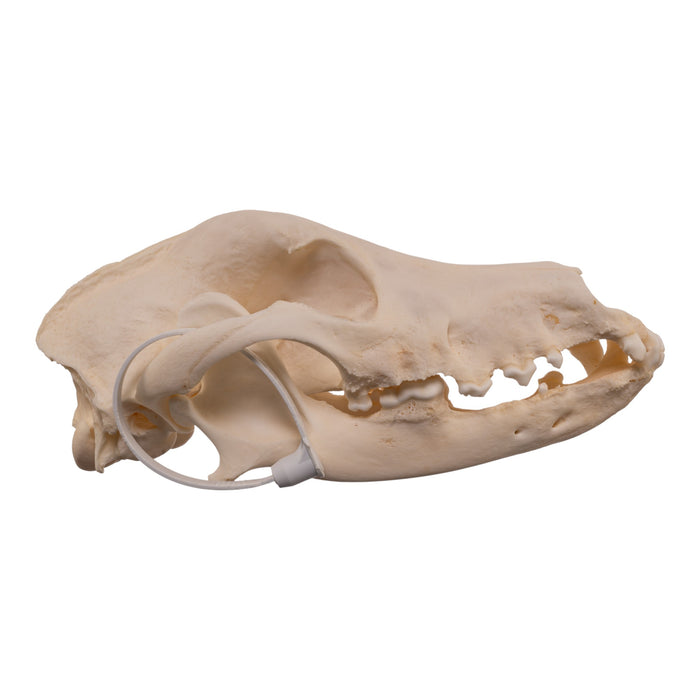 Real Domestic Dog - Weimaraner Skull