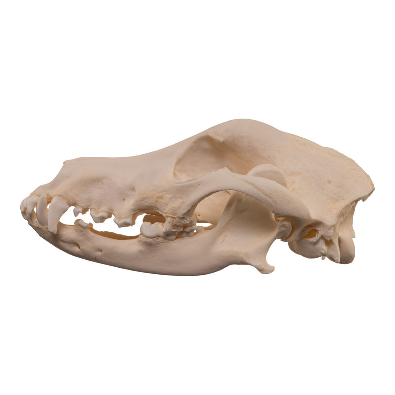 Real Domestic Dog - Weimaraner Skull