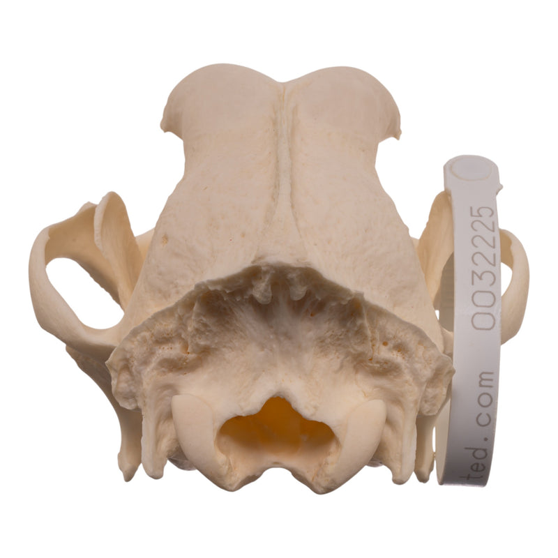 Real Domestic Dog - Weimaraner Skull