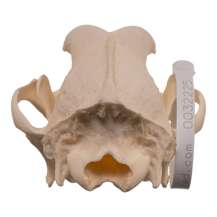 Real Domestic Dog - Weimaraner Skull