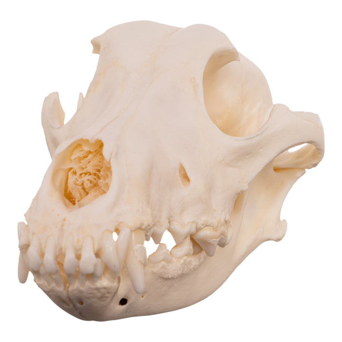 Real Domestic Dog - Husky Skull