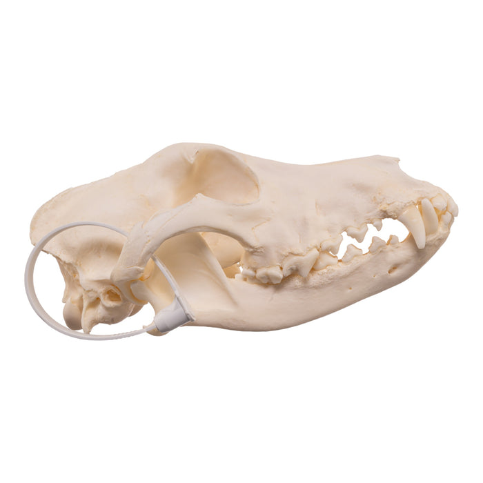 Real Domestic Dog - Husky Skull