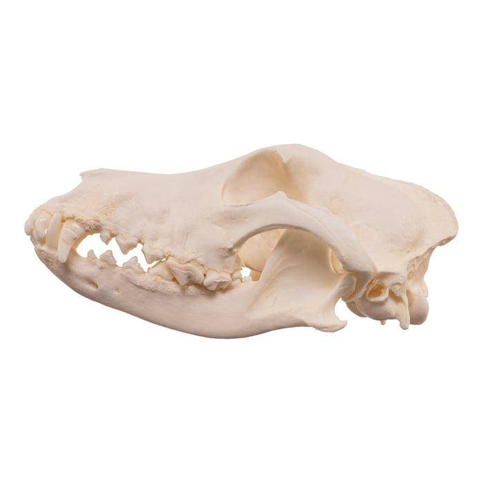 Real Domestic Dog - Husky Skull