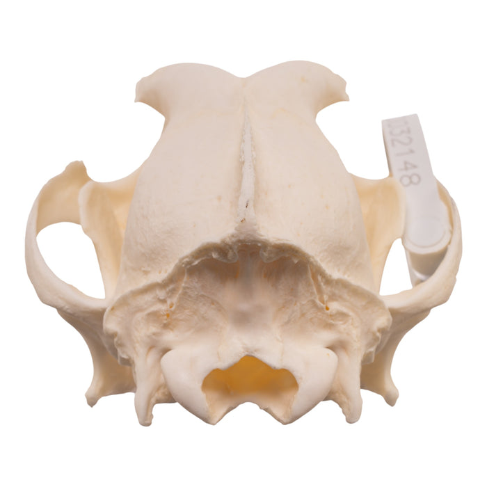Real Domestic Dog - Husky Skull
