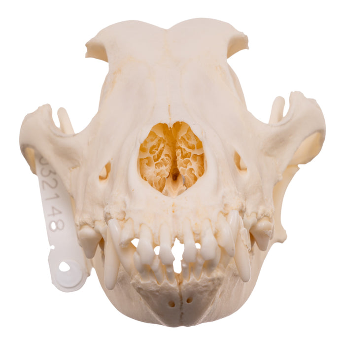 Real Domestic Dog - Husky Skull