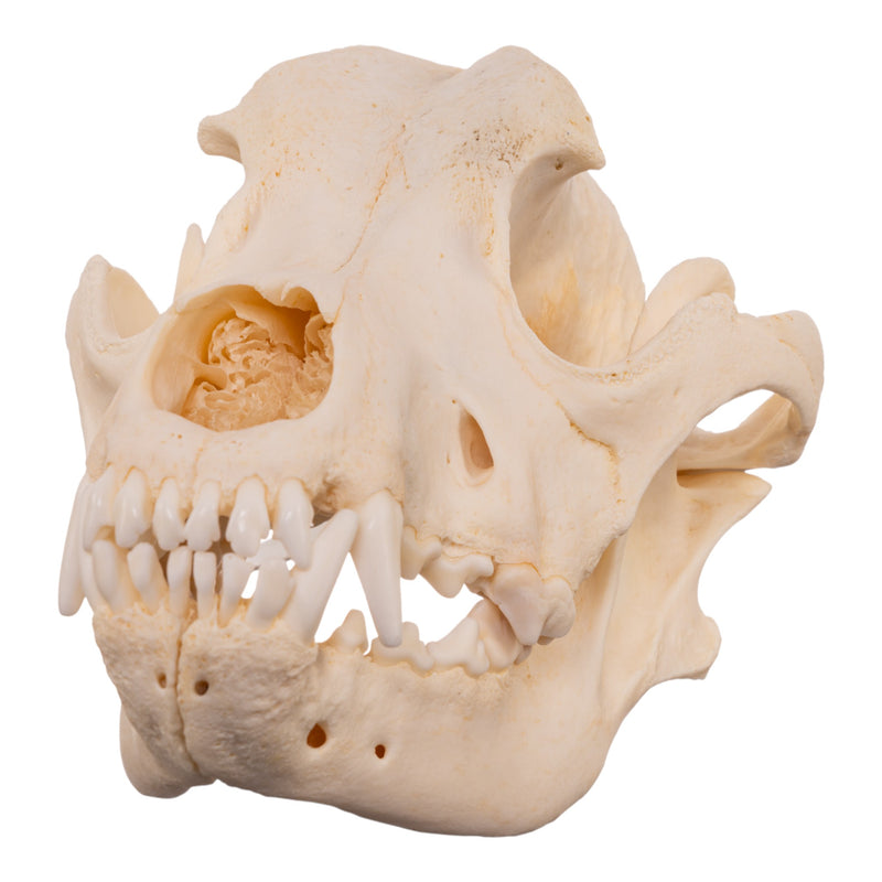Real Domestic Dog - Rottweiler Skull