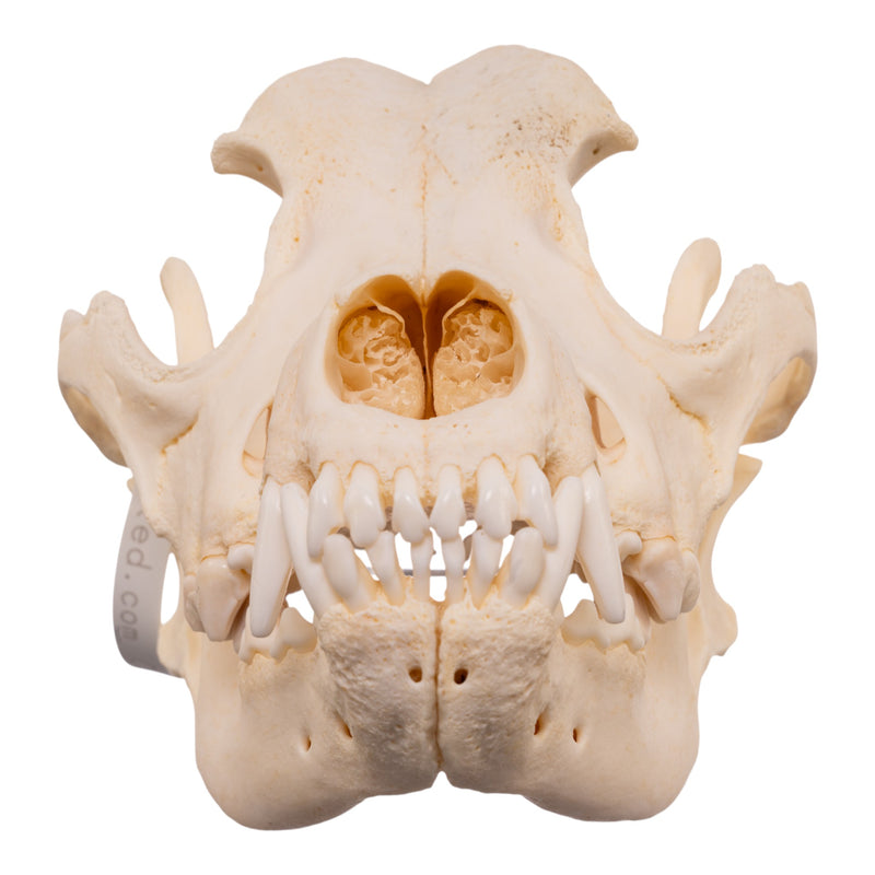 Real Domestic Dog - Rottweiler Skull