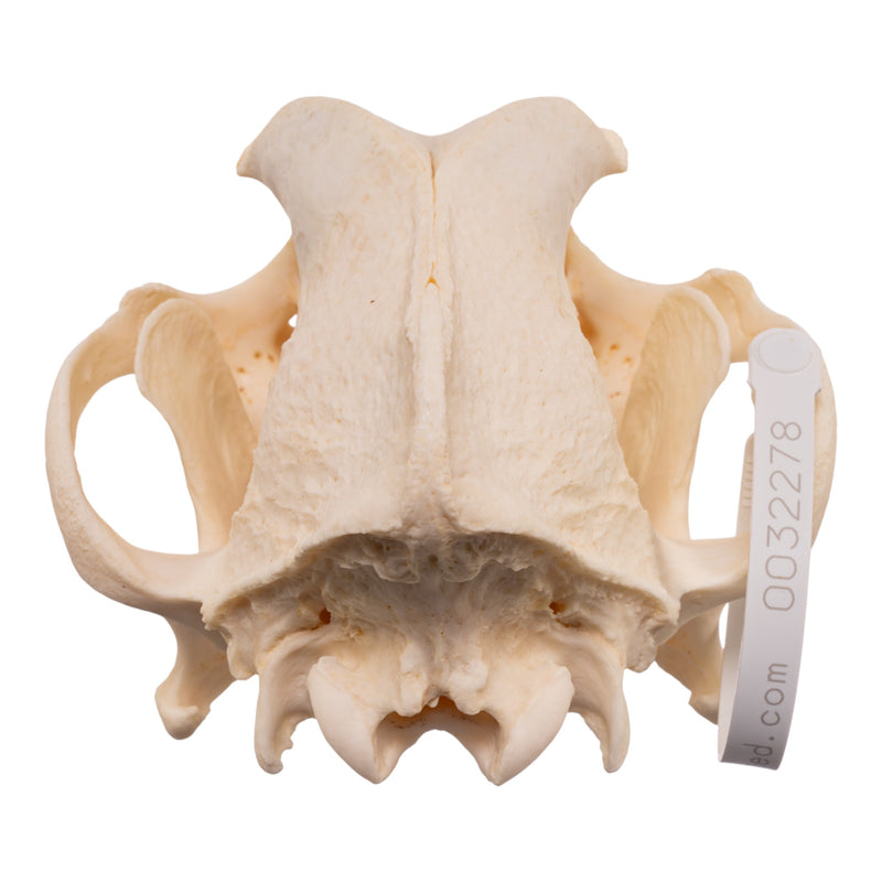 Real Domestic Dog - Rottweiler Skull