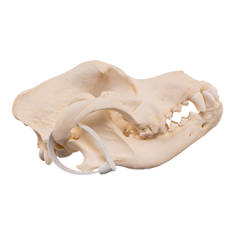 Real Domestic Dog - Rottweiler Skull