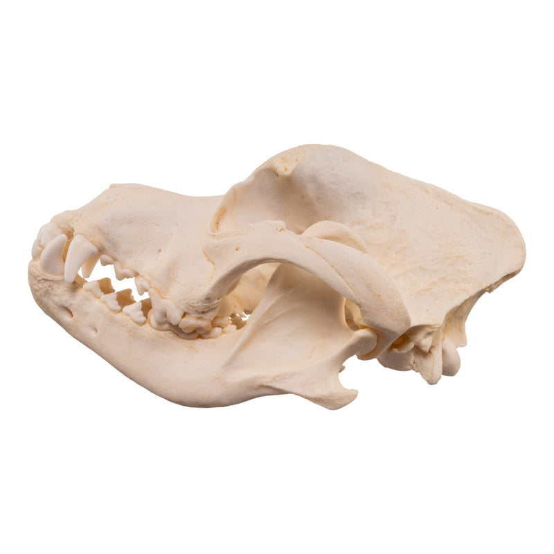 Real Domestic Dog - Rottweiler Skull
