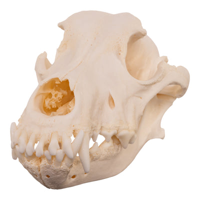 Real Domestic Dog Skull - Pathology