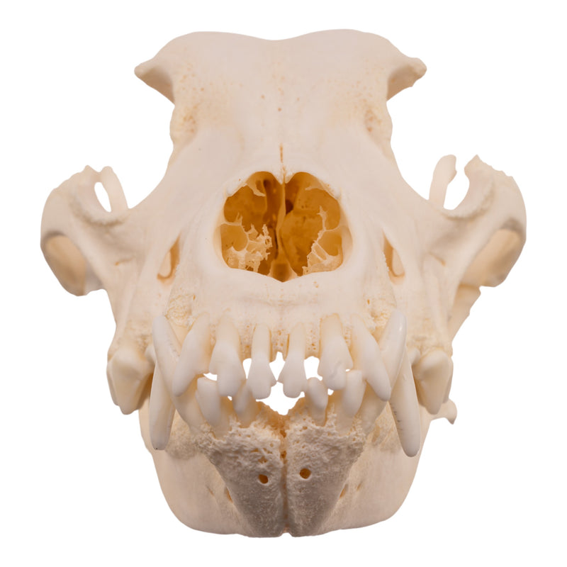 Real Domestic Dog Skull - Pathology