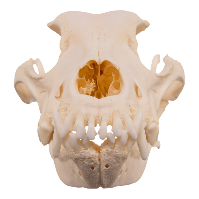 Real Domestic Dog Skull - Pathology