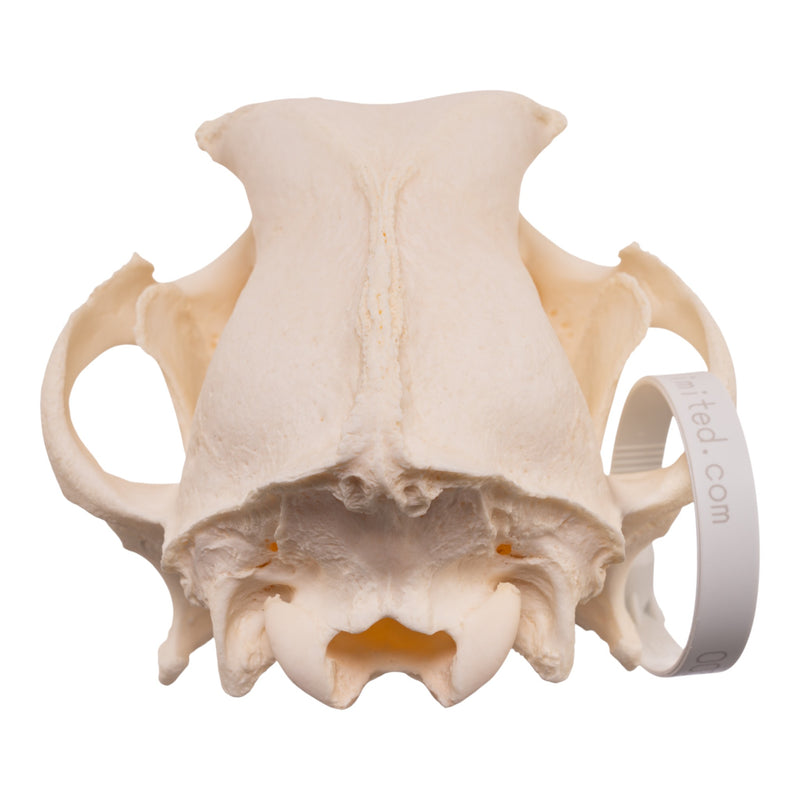 Real Domestic Dog Skull - Pathology