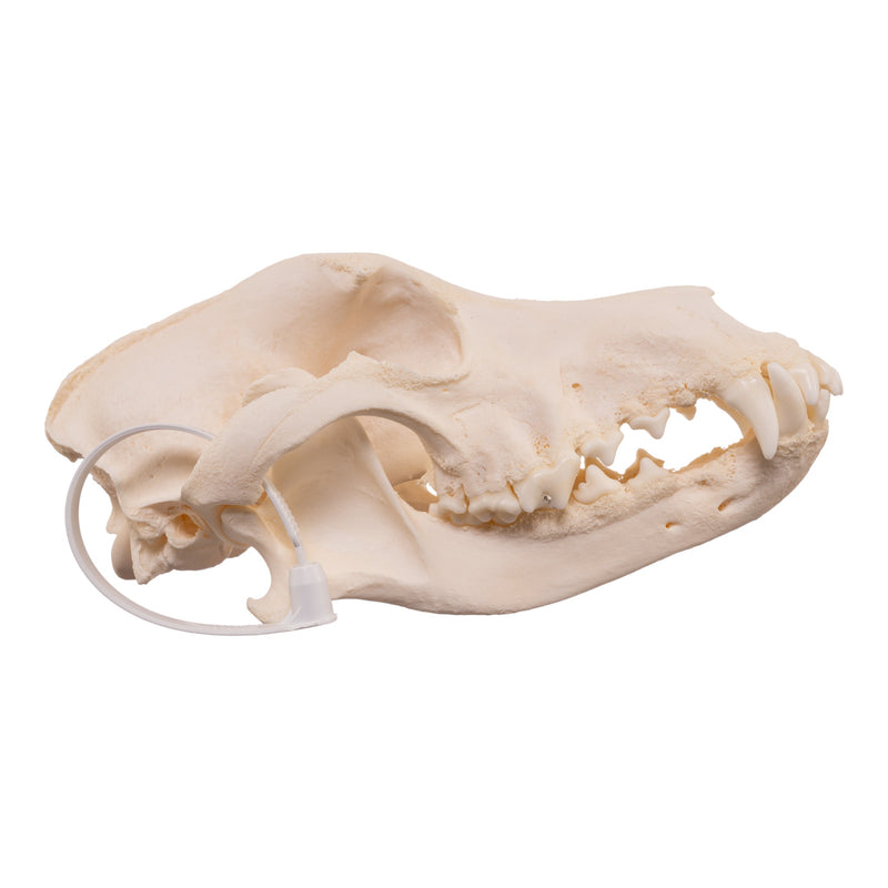 Real Domestic Dog Skull - Pathology