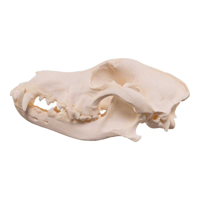 Real Domestic Dog Skull - Pathology