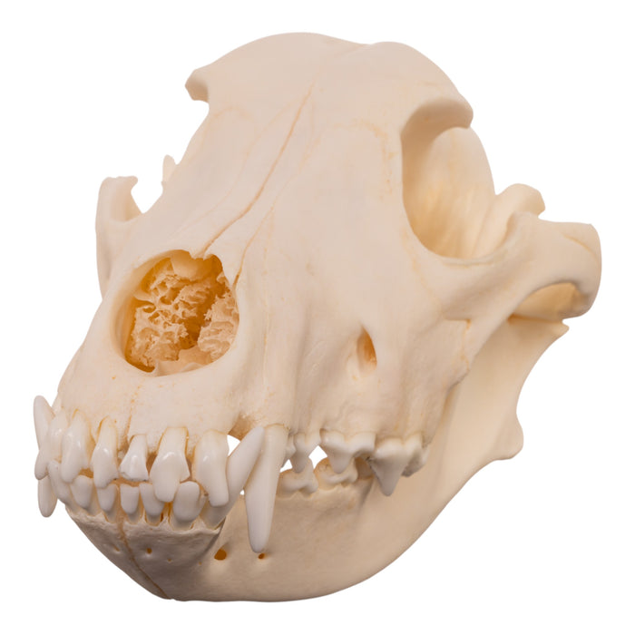 Real Domestic Dog - Husky Skull