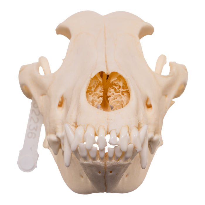 Real Domestic Dog - Husky Skull
