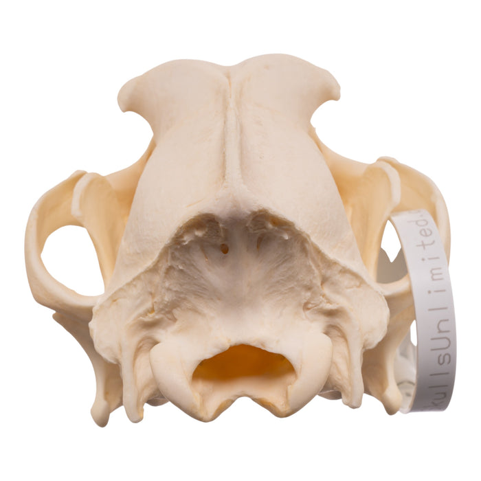 Real Domestic Dog - Husky Skull