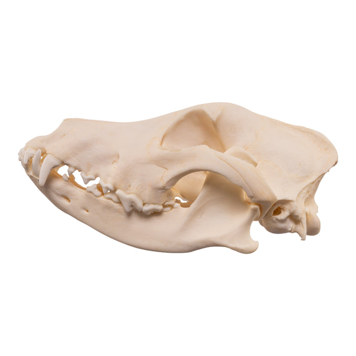 Real Domestic Dog - Husky Skull