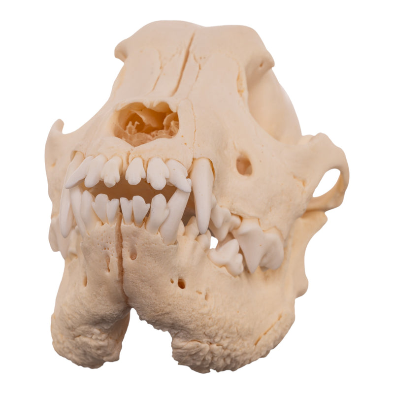 Real Domestic Dog Skull - Pathology