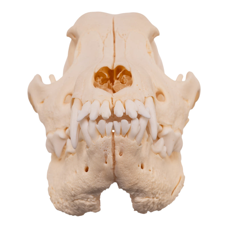 Real Domestic Dog Skull - Pathology