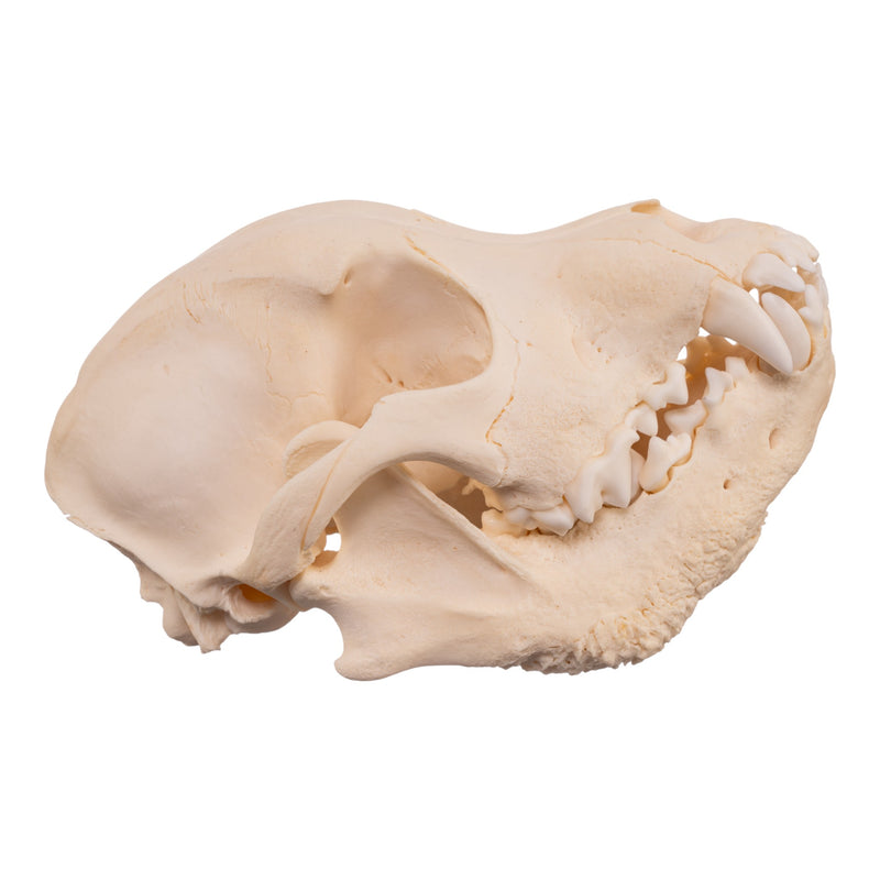 Real Domestic Dog Skull - Pathology