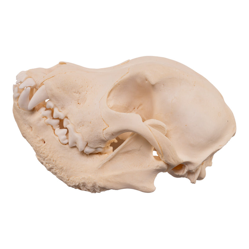 Real Domestic Dog Skull - Pathology