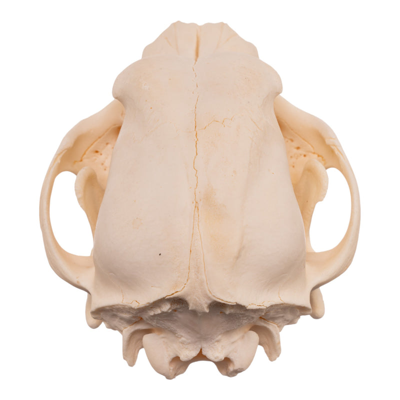 Real Domestic Dog Skull - Pathology