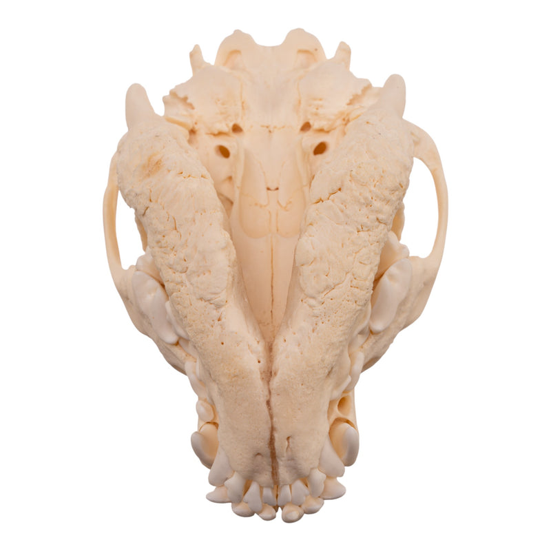 Real Domestic Dog Skull - Pathology