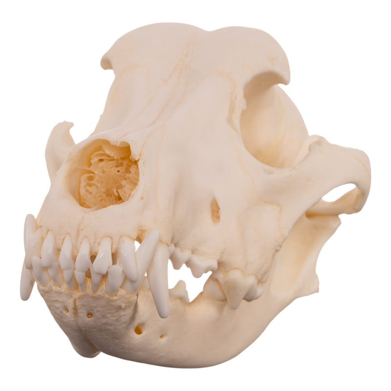 Real Domestic Dog - Dalmatian Skull