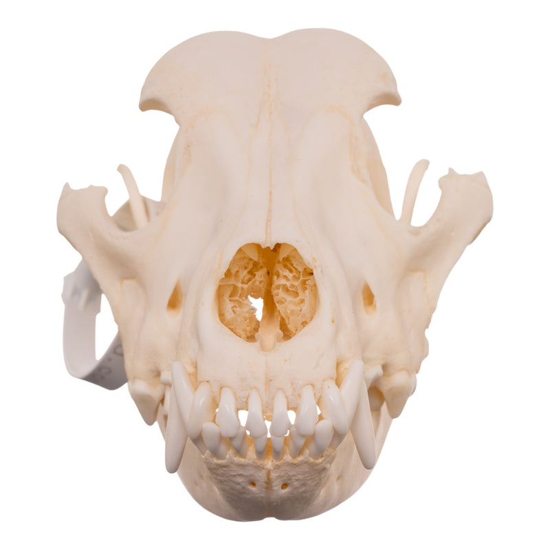 Real Domestic Dog - Dalmatian Skull