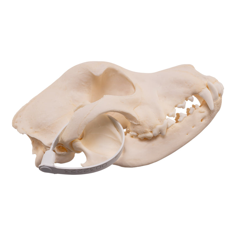 Real Domestic Dog - Dalmatian Skull