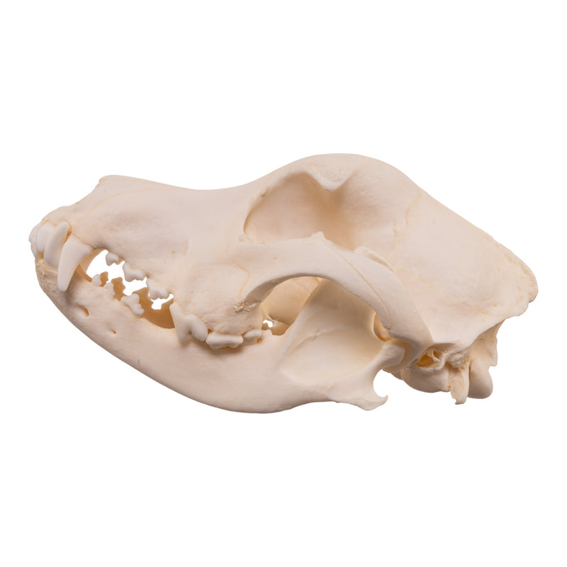 Real Domestic Dog - Dalmatian Skull