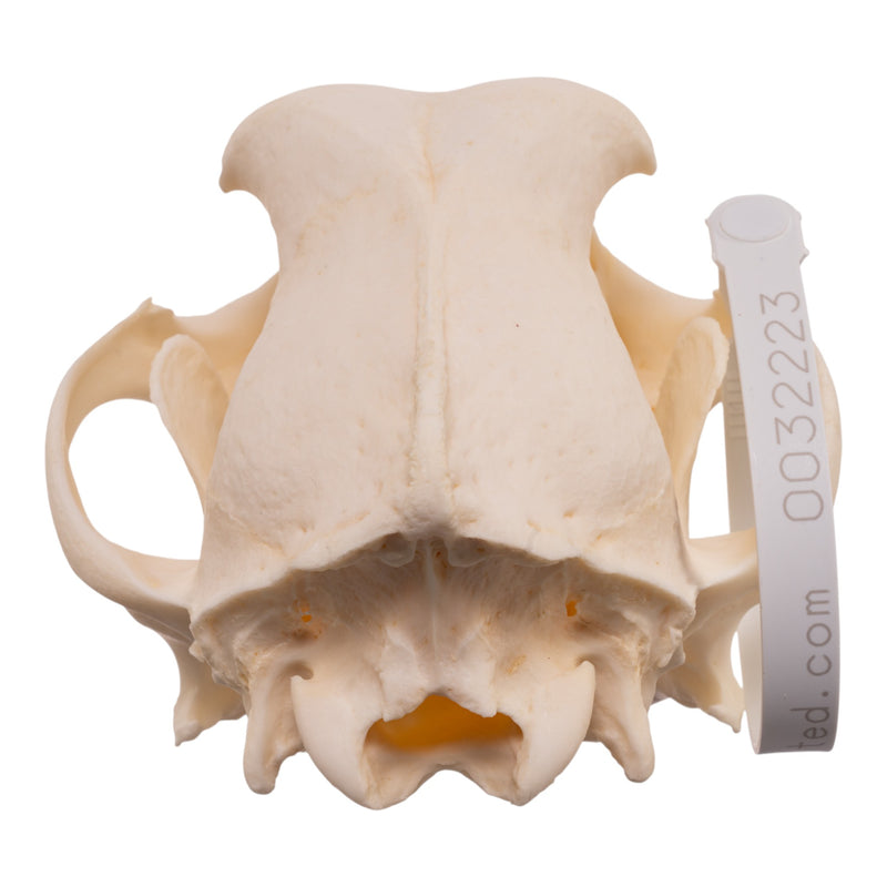 Real Domestic Dog - Dalmatian Skull