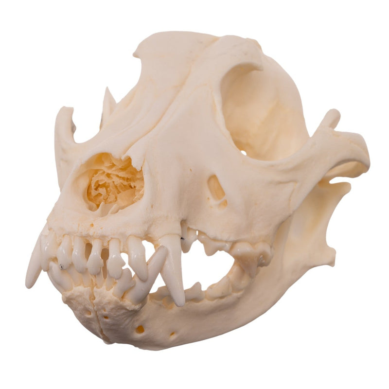 Real Domestic Dog - Shar-Pei Skull