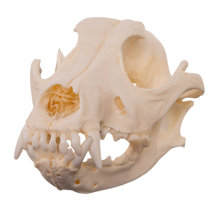 Real Domestic Dog - Shar-Pei Skull