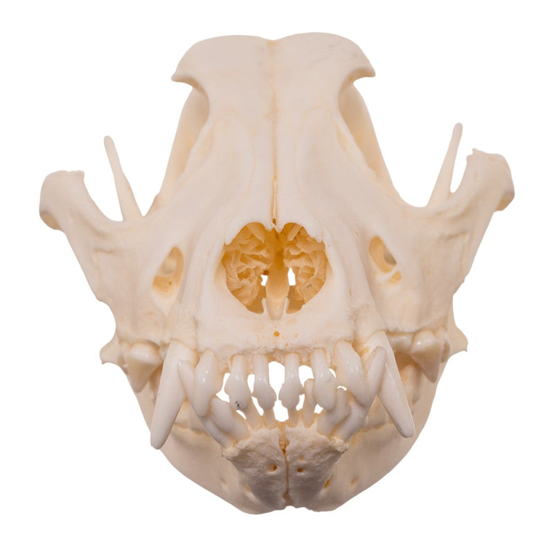Real Domestic Dog - Shar-Pei Skull
