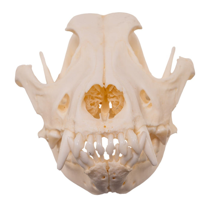 Real Domestic Dog - Shar-Pei Skull