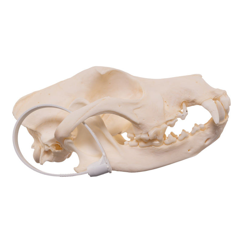 Real Domestic Dog - Shar-Pei Skull