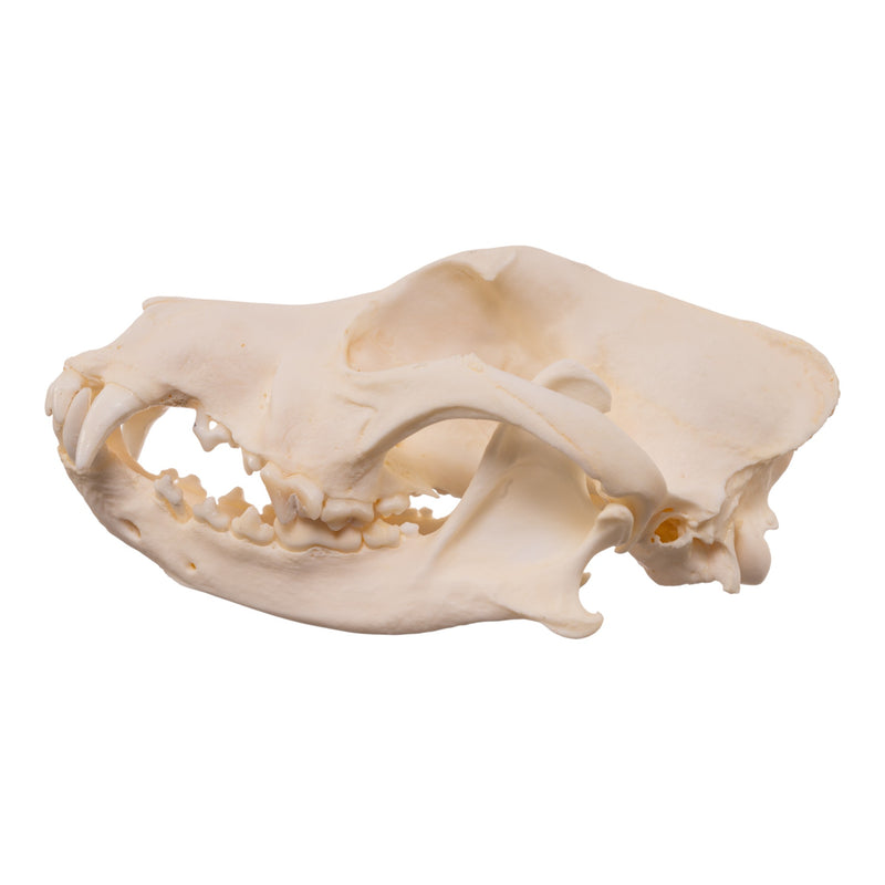 Real Domestic Dog - Shar-Pei Skull