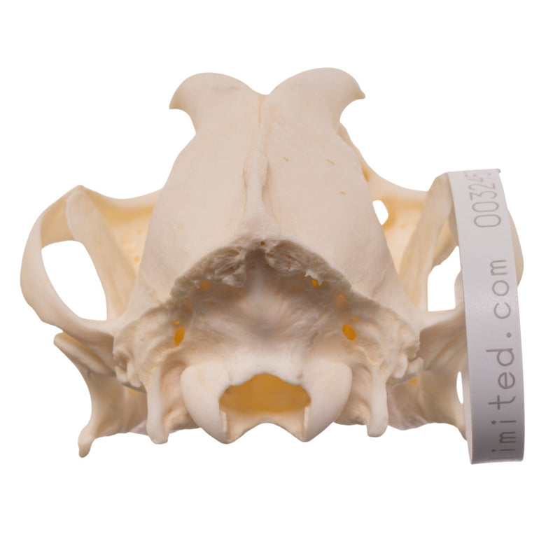 Real Domestic Dog - Shar-Pei Skull