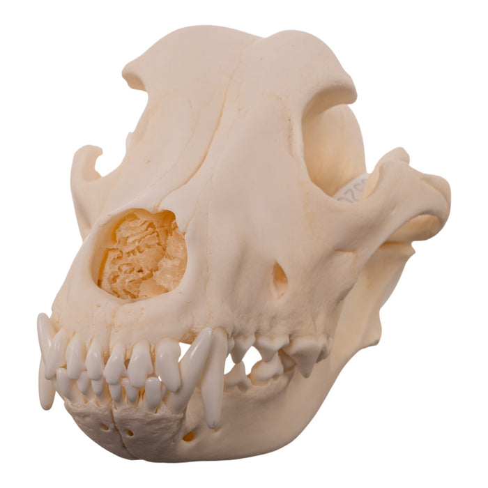 Real Domestic Dog - Husky Skull